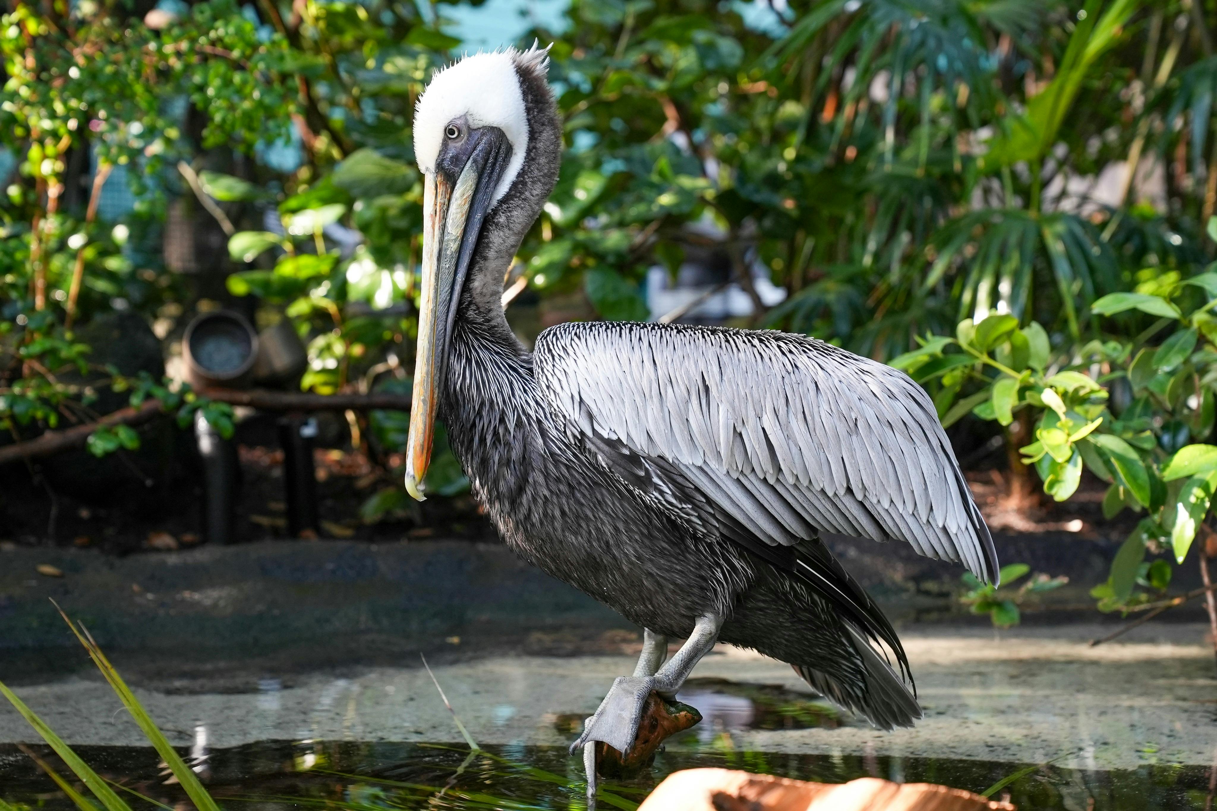 Un pélican à la tête blanche et au corps gris se tient dans une eau peu profonde, entouré d'un feuillage vert luxuriant.