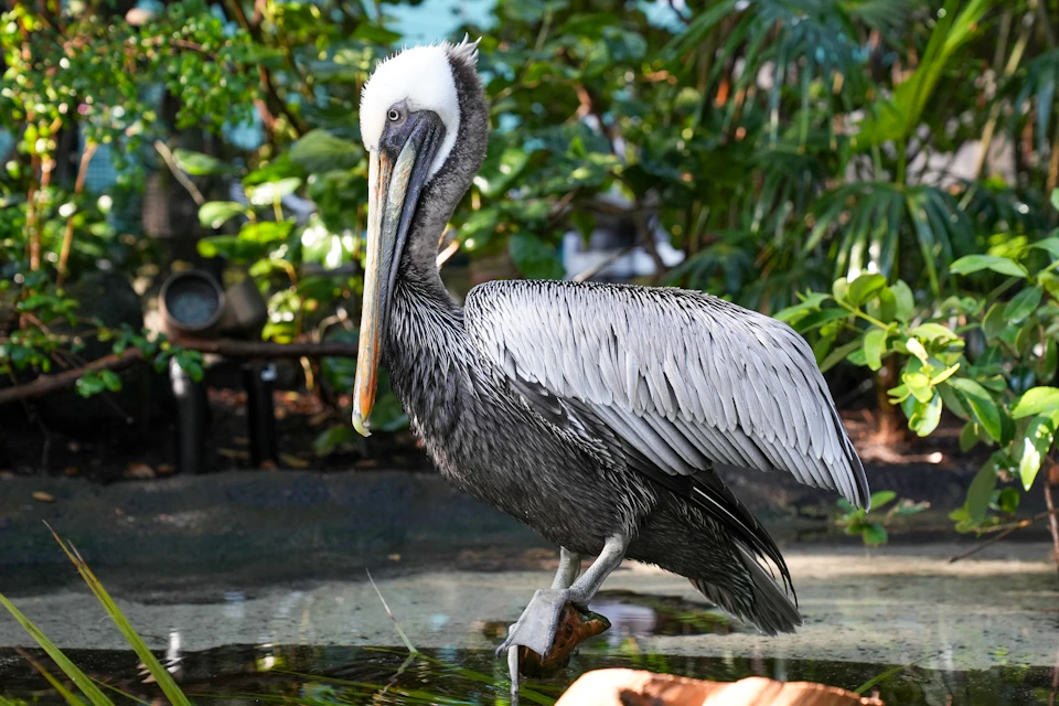 A pelican with a white head and gray body stands in shallow water surrounded by lush green foliage.