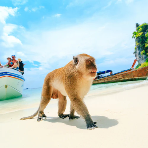 Phi Phi Islands, Maya Bay & Khai Island: Guided Speedboat Tour from Phuket - Photo 13