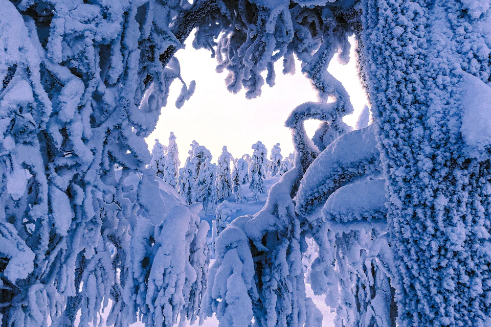 Vikakongas Nature