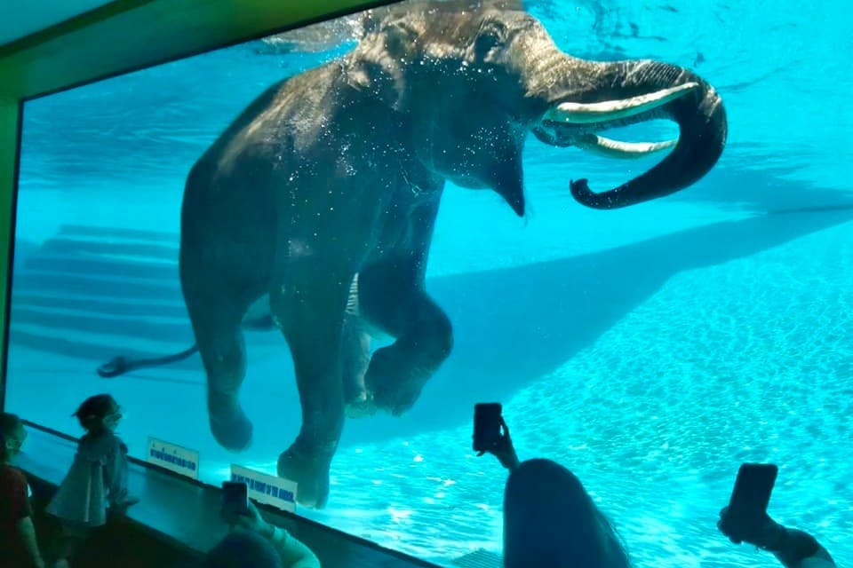 芭堤雅Khao Kheow开放式动物园