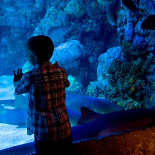 Houston: City Bus Tour + Ingresso para o Downtown Aquarium - Photo 6