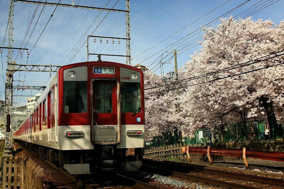 A red and white train passes through cherry blossom trees, under a clear blue sky and power lines.
