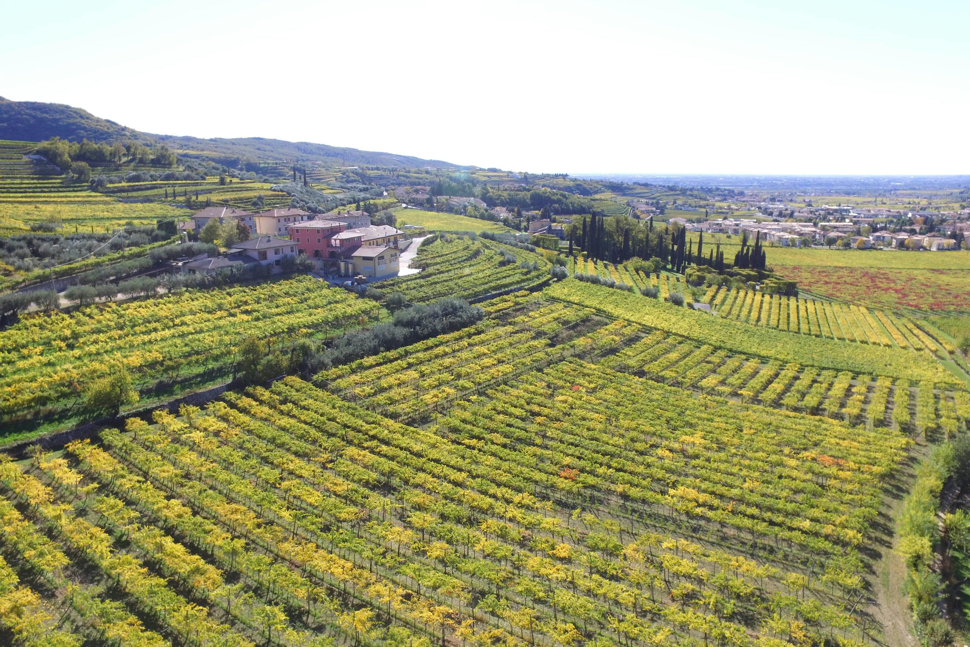 Una vista panoramica di un vigneto con filari di vite, un gruppo di edifici e dolci colline sullo sfondo.