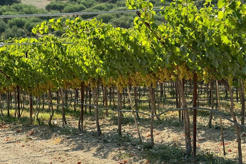 Heraklion: Tour della campagna del Palazzo di Cnosso in e-bike + degustazione di vini — 2