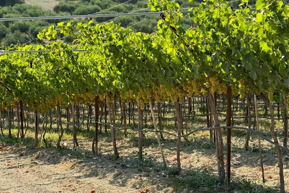 vineyards