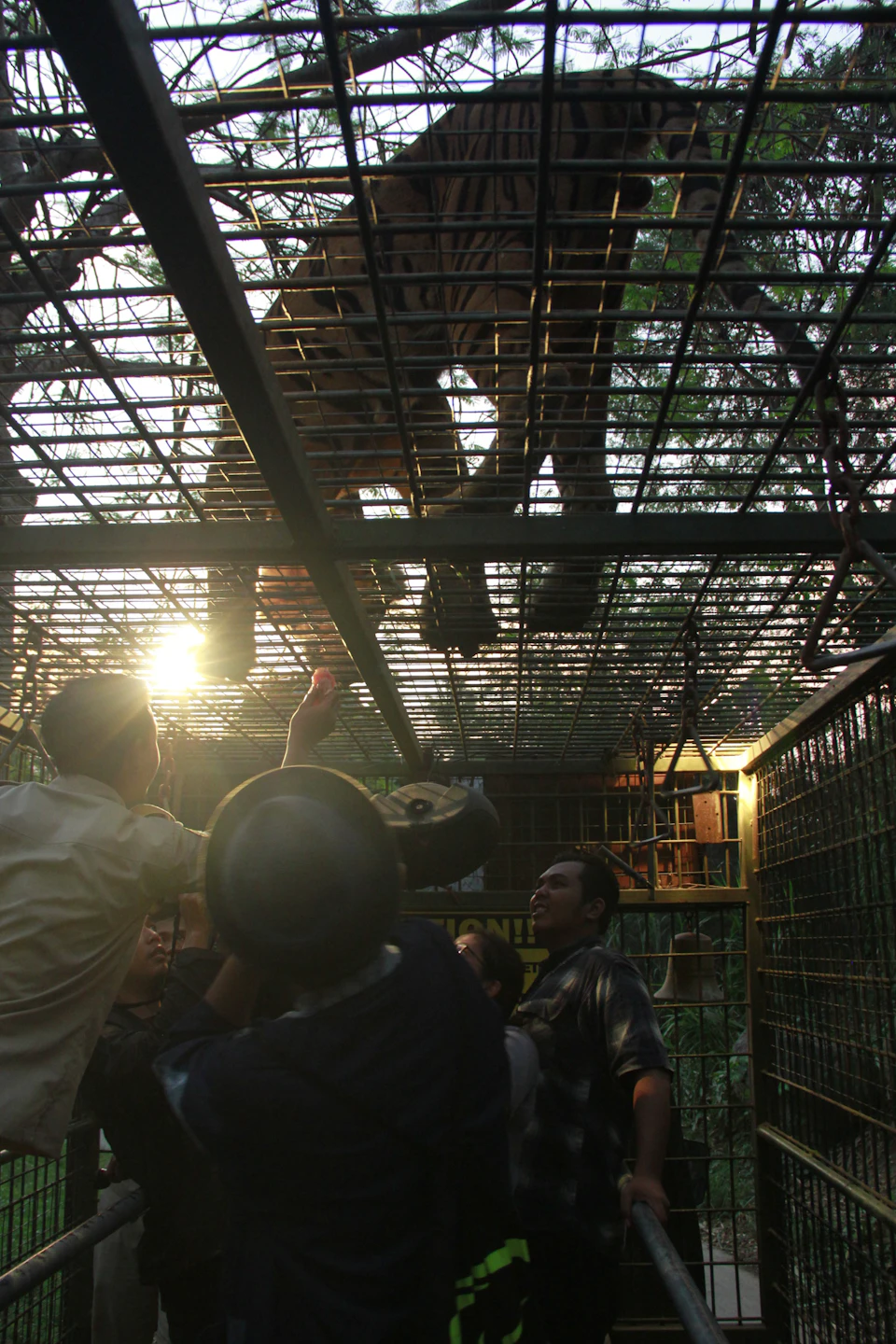 Several people observe a tiger walking on top of a metal cage in a wooded area, with sunlight streaming through the foliage.
