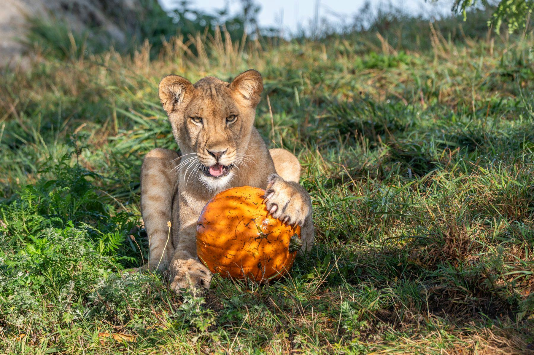 A lion cub lies on grass, resting a paw on an orange pumpkin while looking directly at the camera.