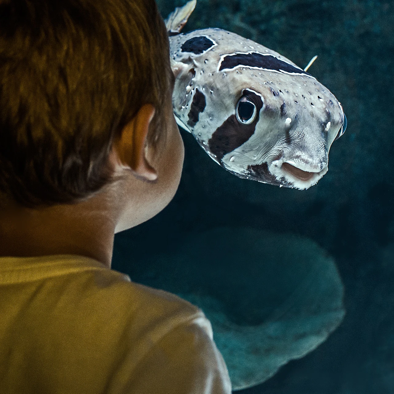 A child in a white shirt observes a black-and-white spotted fish in an aquarium.