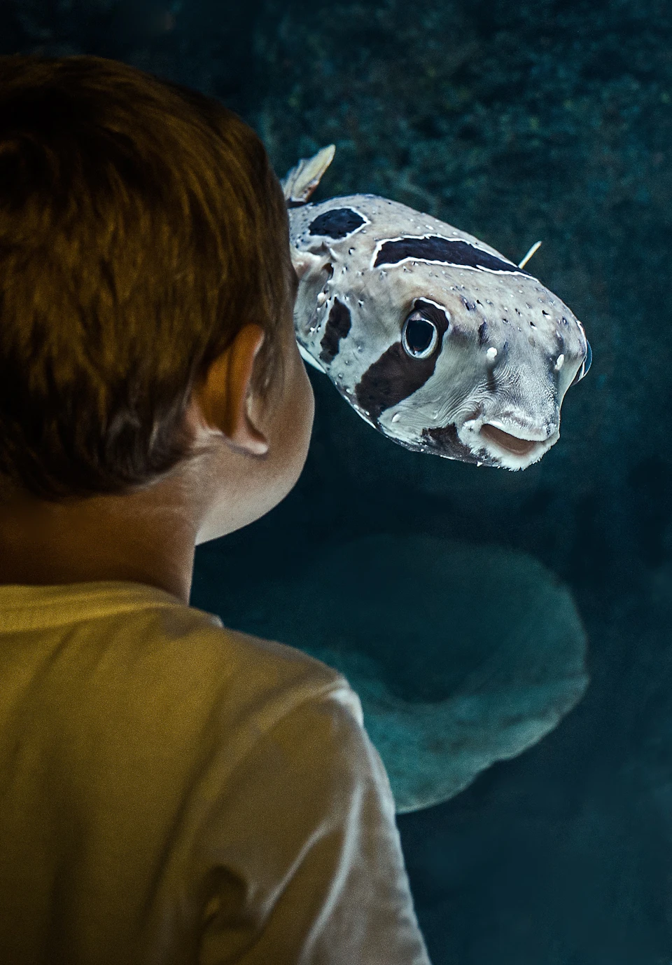 A child in a white shirt observes a black-and-white spotted fish in an aquarium.
