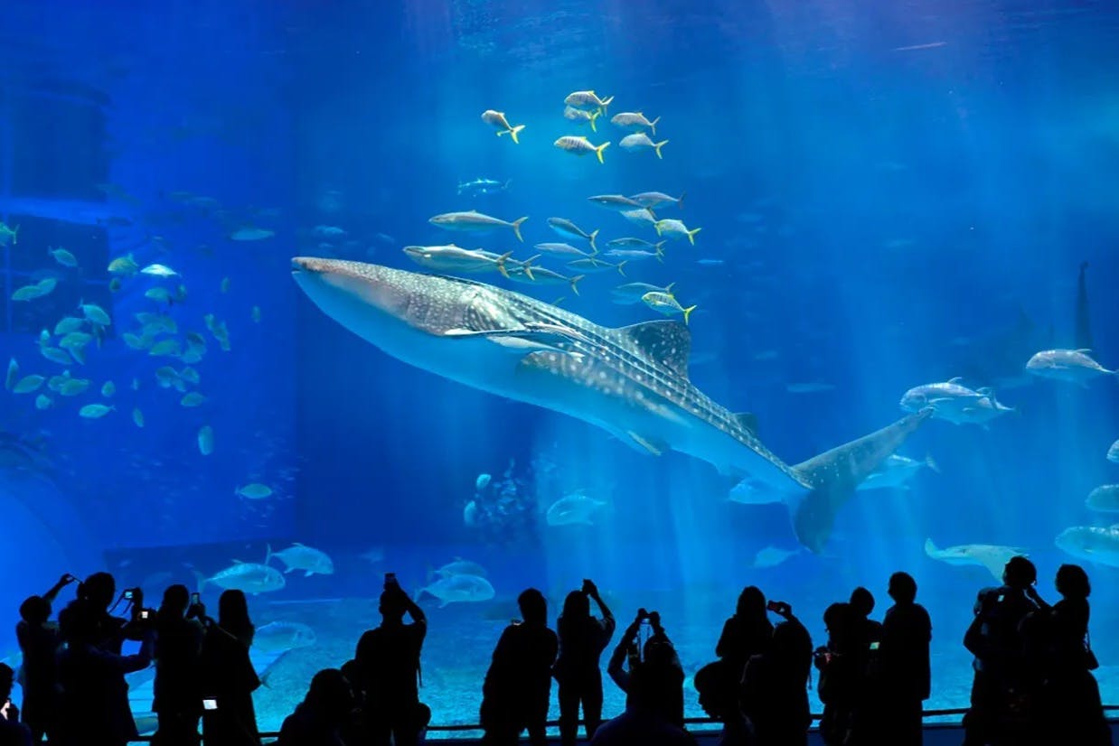 Okinawa Churaumi Aquarium: Entry Ticket - Photo 3