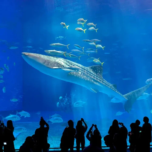 Okinawa Churaumi Aquarium: Entry Ticket - Photo 3