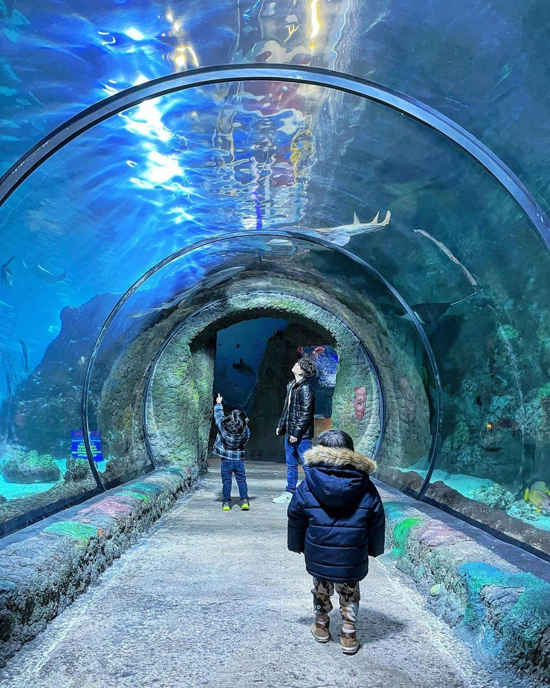 Downtown Aquarium Denver Tickets Tiqets