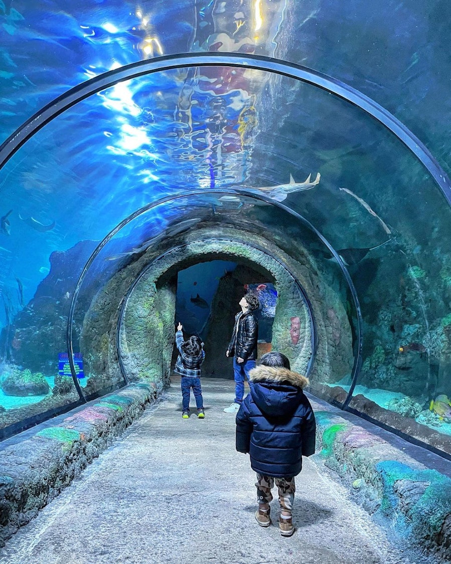 Denver Downtown Aquarium Tickets Hellotickets