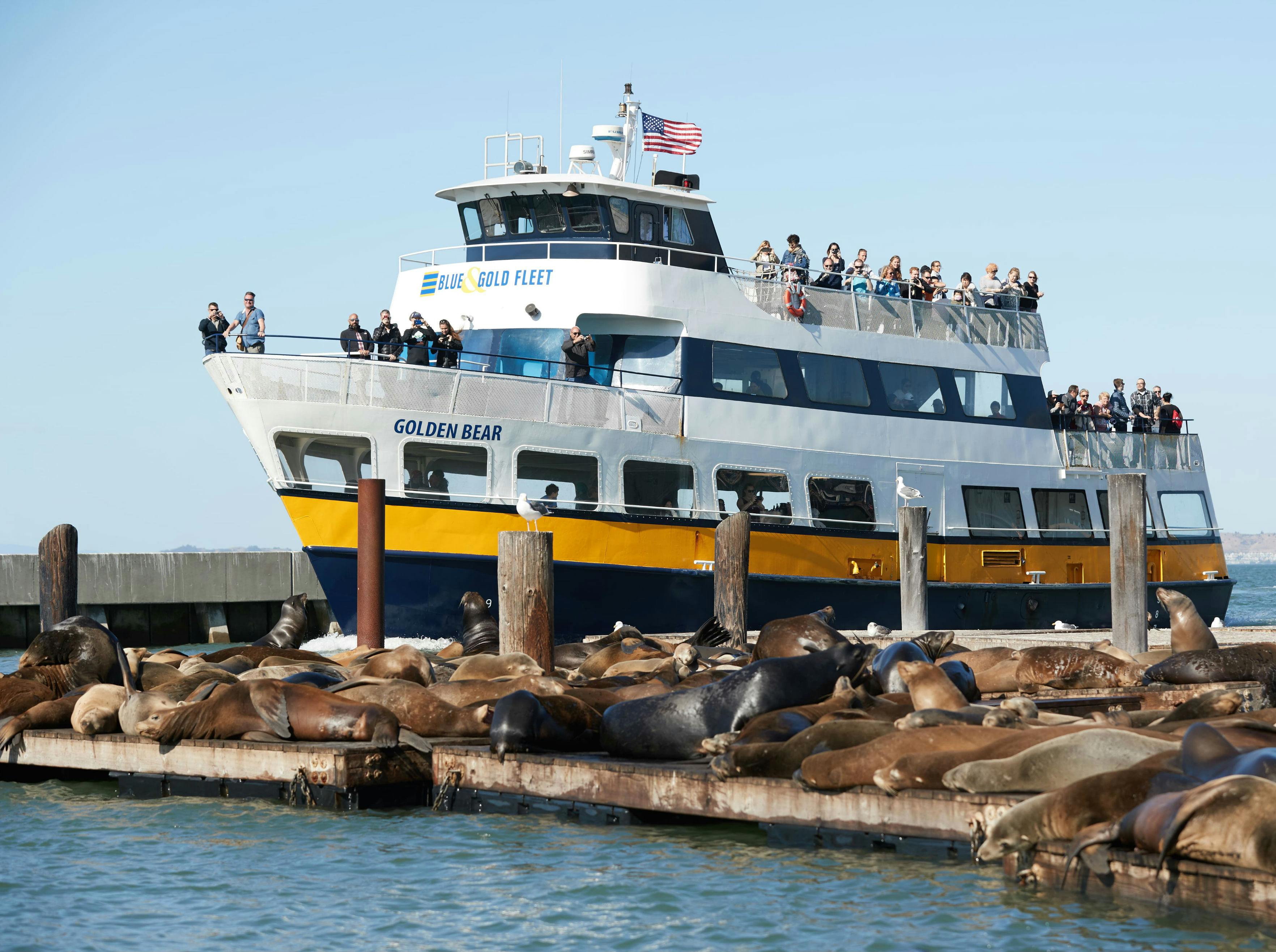 一艘载有乘客的渡轮经过一个码头附近，码头上挤满了沐浴在阳光下的海狮。