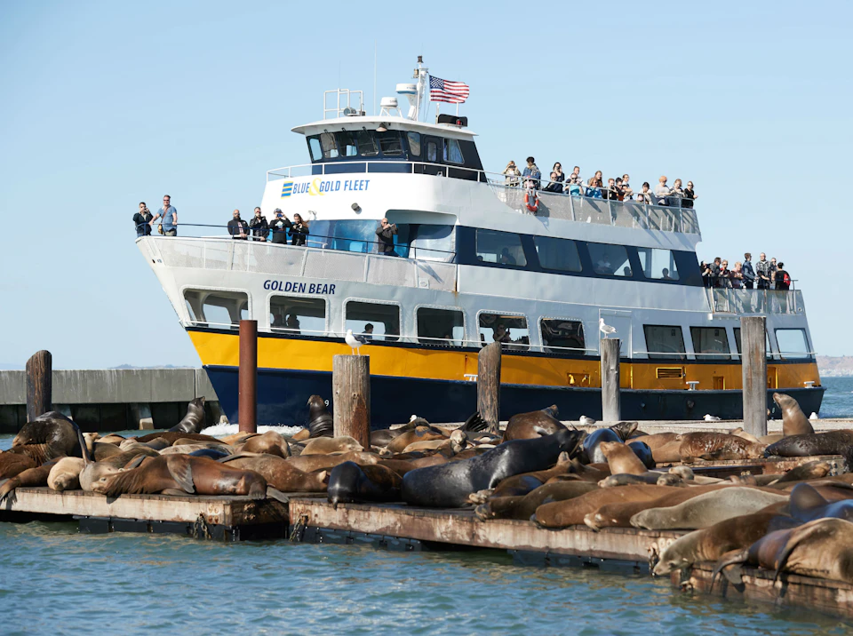 A ferry boat with passengers passes near a dock crowded with sea lions basking in the sun.
