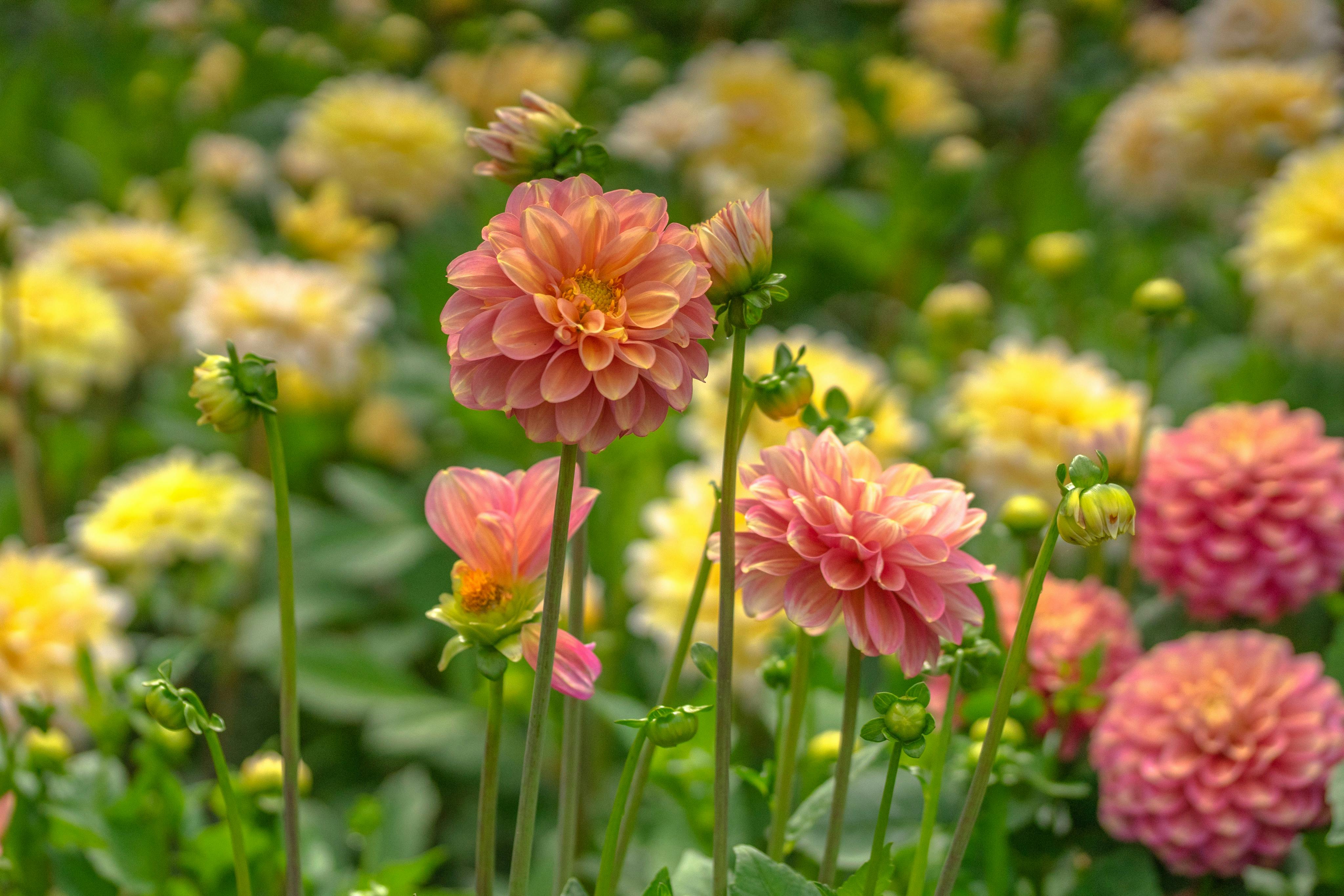 Dahlia在Flowerpark Appeltern。