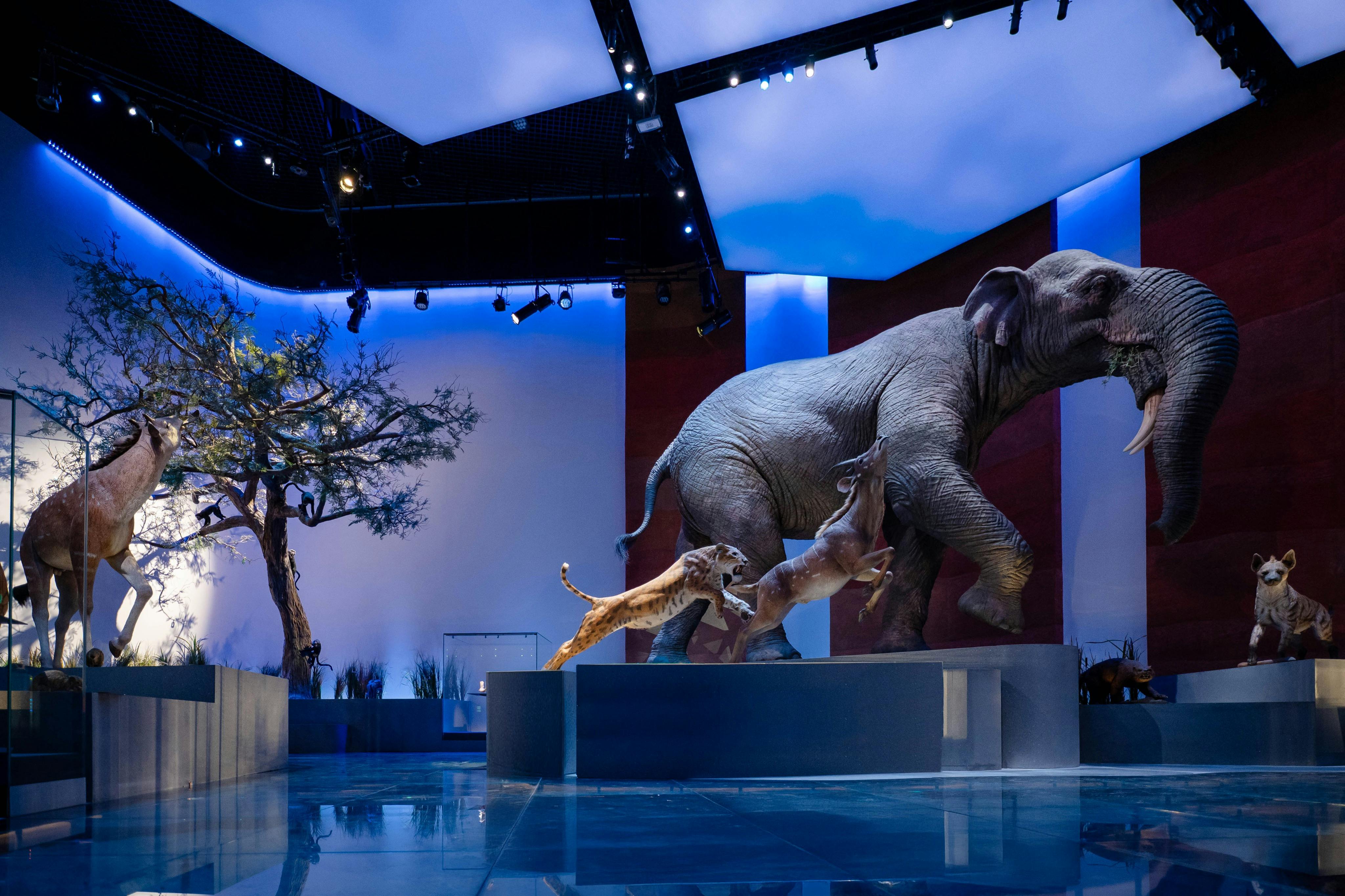 Exposition muséale présentant des modèles d'animaux grandeur nature, dont un arbre, un éléphant, un lion attaquant une antilope et d'autres animaux sauvages.