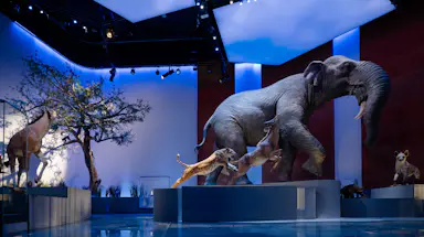 <City 60013> aktiviteter nr. 10: Natural History Museum Abu Dhabi