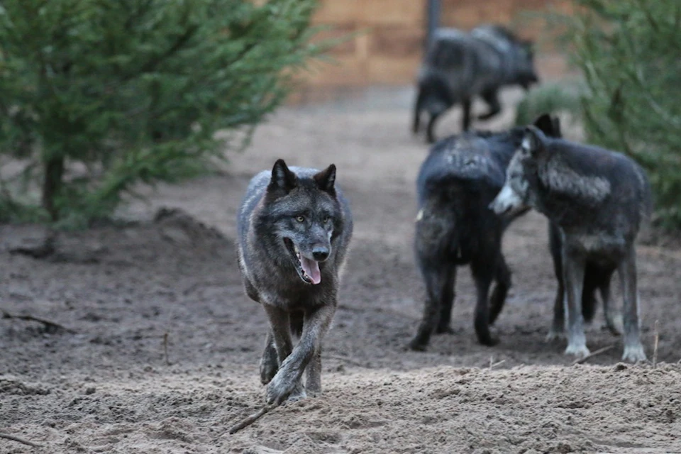 A group of wolves, with one prominently in the foreground walking on sandy terrain surrounded by trees.