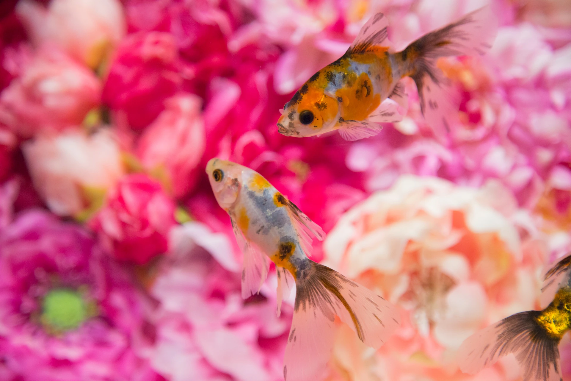Two colorful goldfish swim against a vibrant pink floral background.