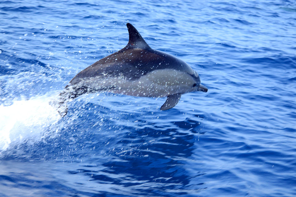 A dolphin leaping out of the water, creating splashes, against a backdrop of vibrant blue ocean waves.