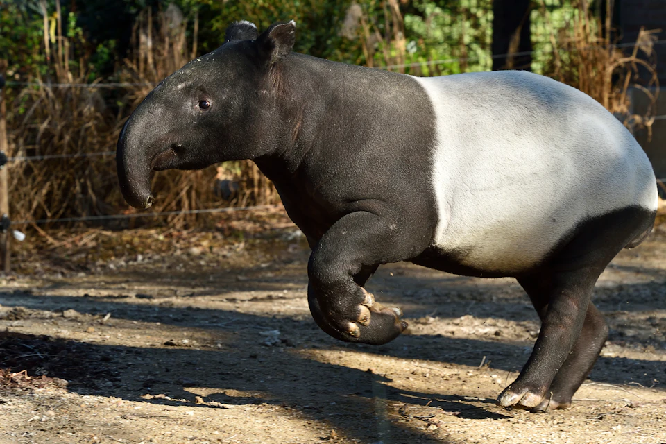 A Malayan tapir walking on a dirt ground with vegetation in the background.