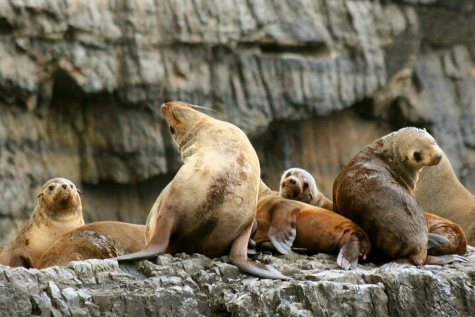 A group of sea lions resting on rocky terrain in front of a cliff.