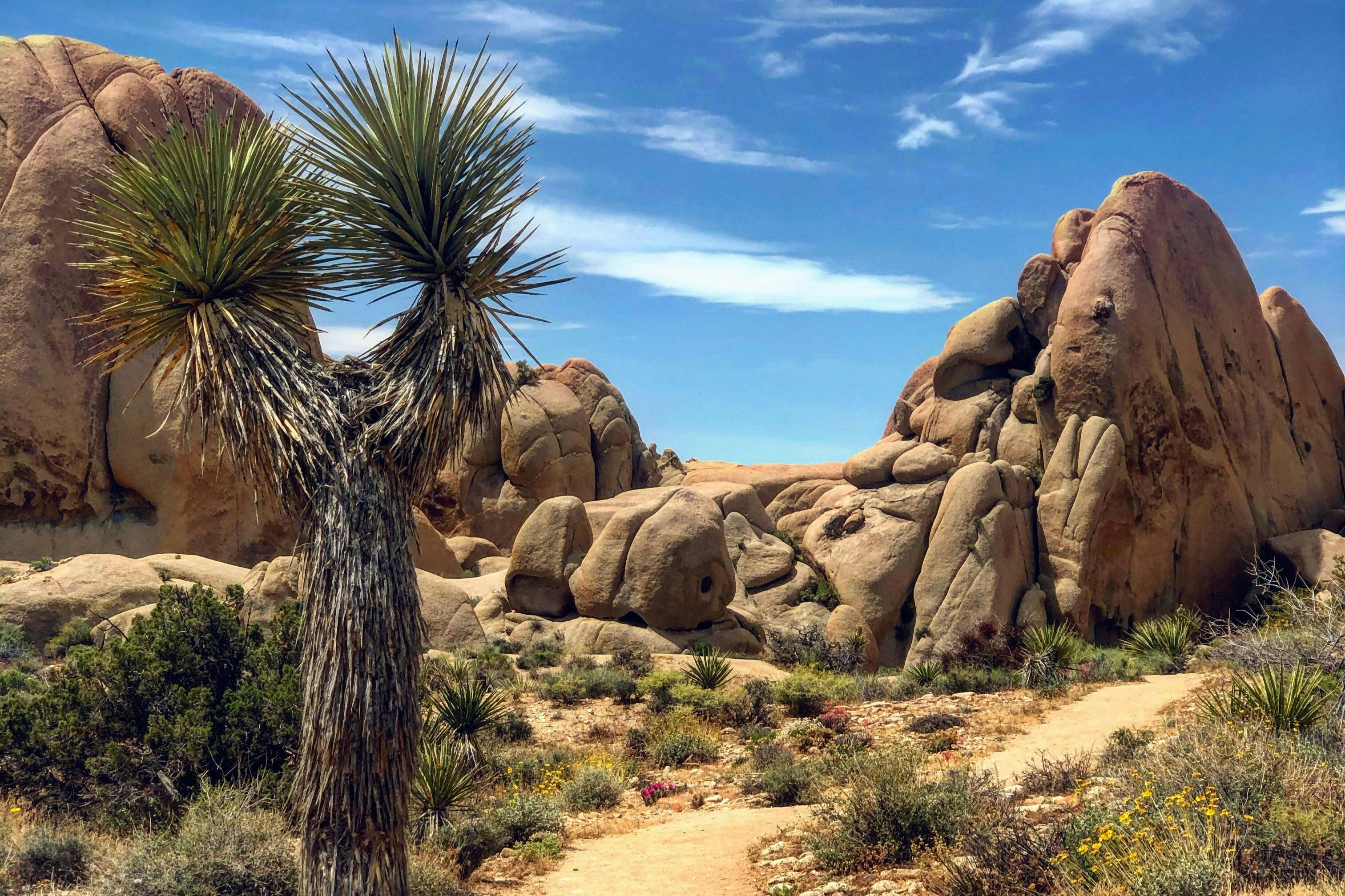 Desert landscape with large rock formations, a Joshua tree, and sparse vegetation under a blue sky with wispy clouds.