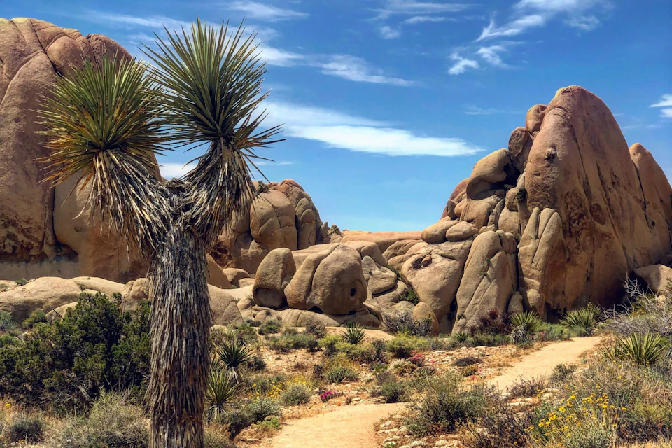 Desert landscape with large rock formations, a Joshua tree, and sparse vegetation under a blue sky with wispy clouds.
