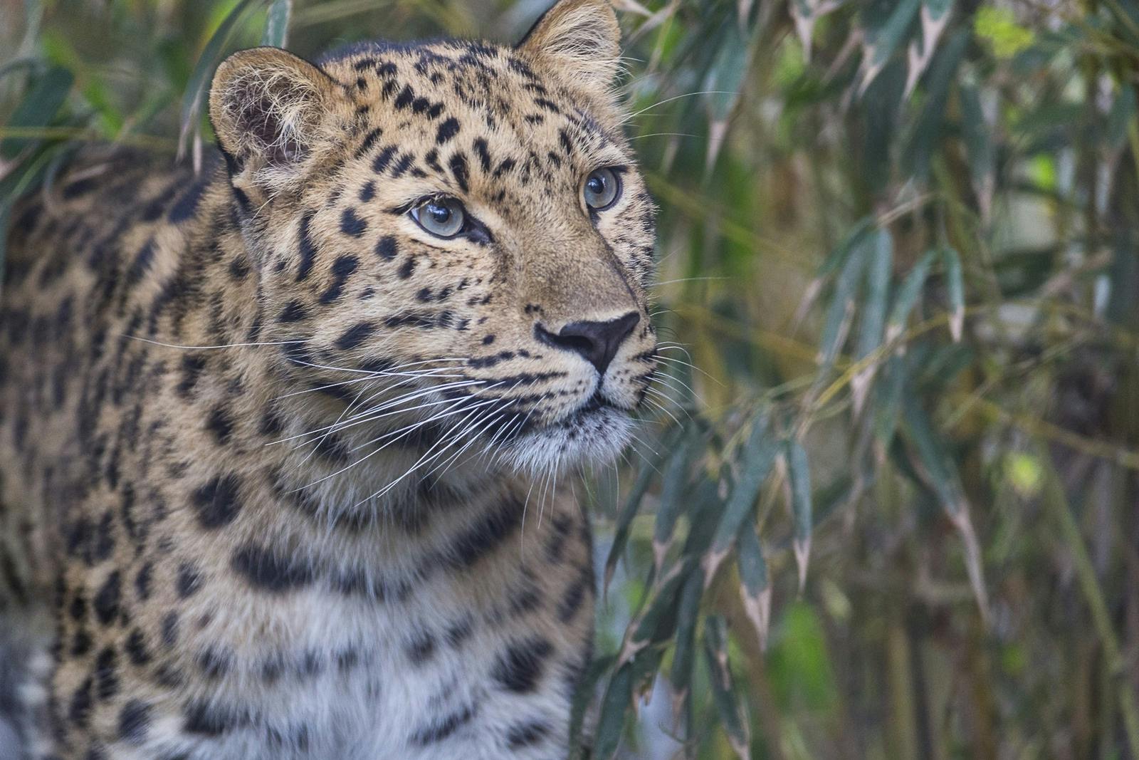 샌디에고 동물원