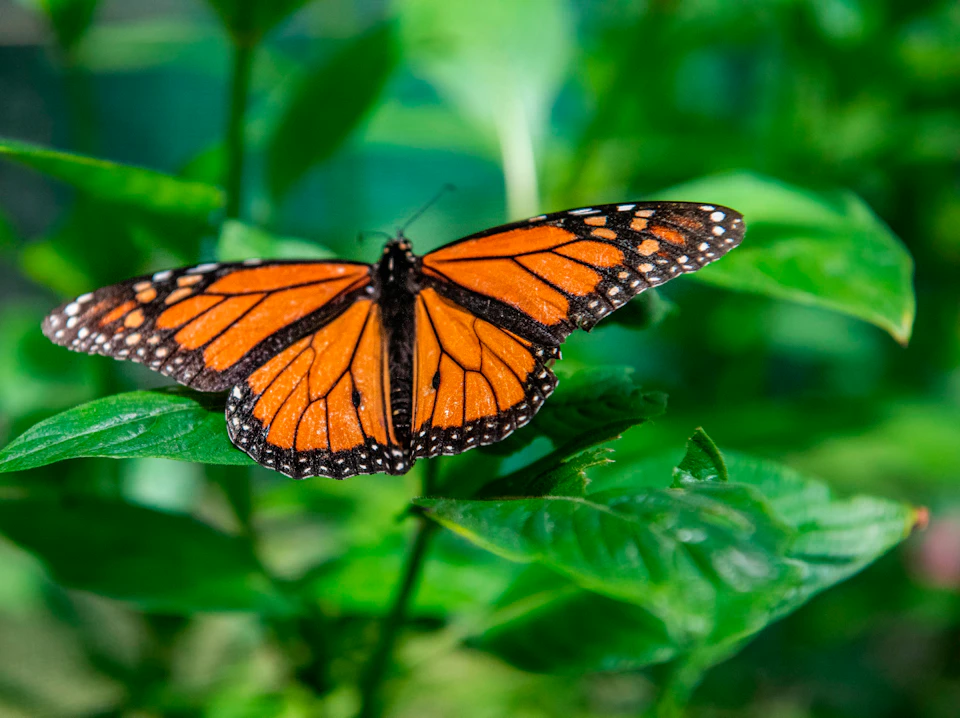 An orange and black butterfly perched on green leaves.