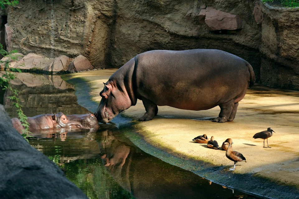 Hippos