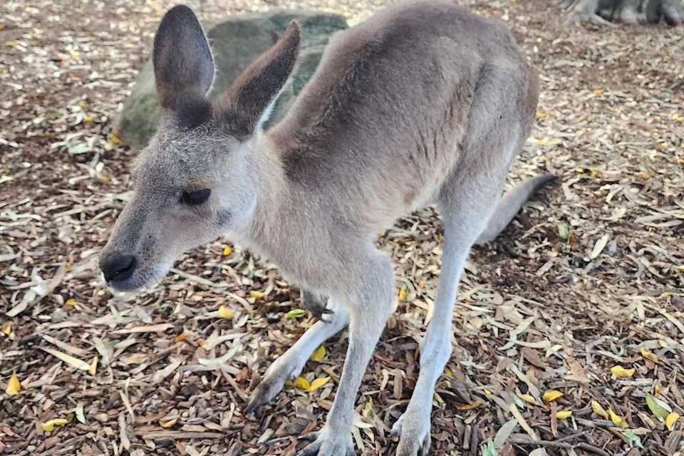 A kangaroo standing on a ground covered with leaves and bark, with a rock visible in the background.