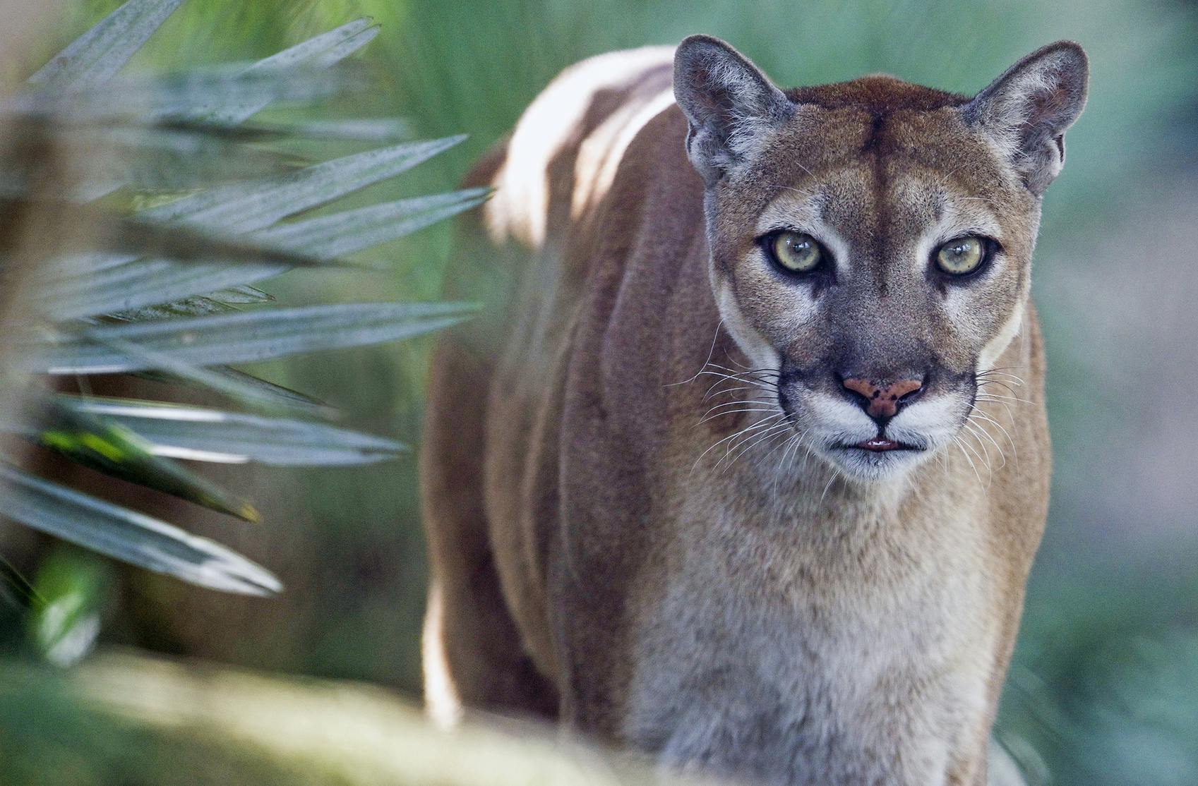 En puma stående alarm i et naturligt udendørs miljø, med grønt løv i den slørede baggrund.