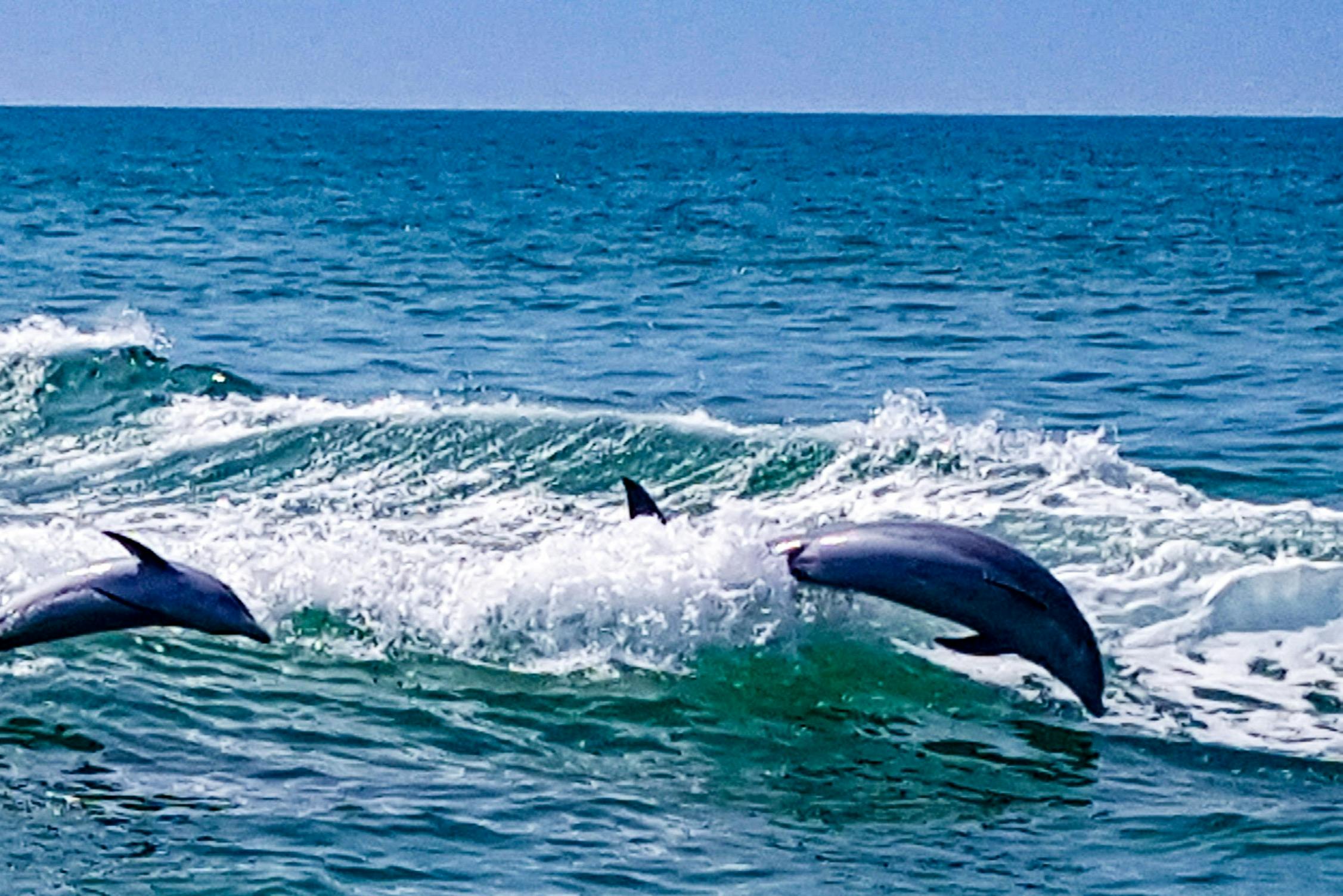 돌고래를 만나는 보트 투어