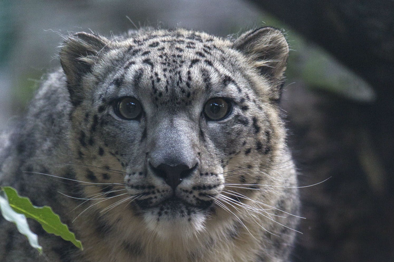 샌디에고 동물원