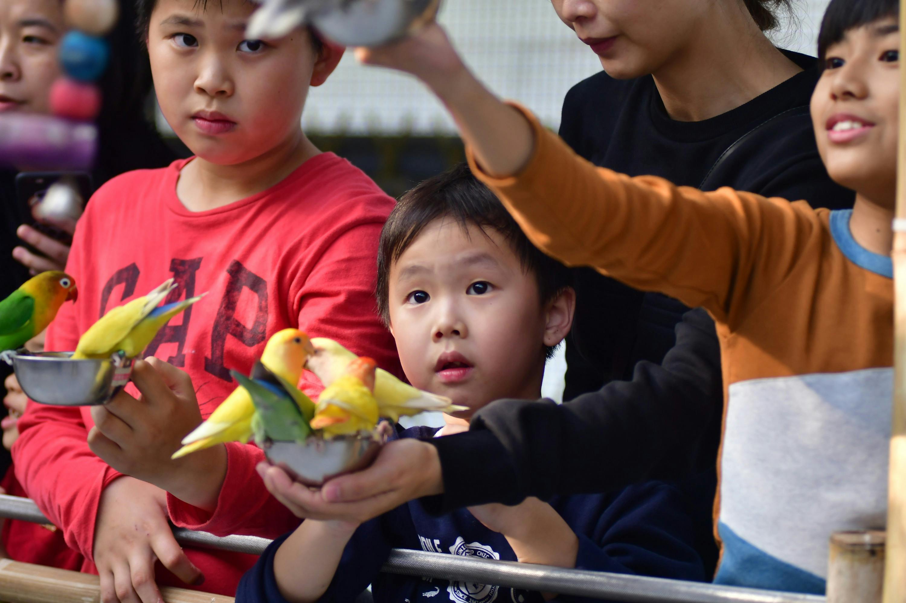 Children feeding colorful birds perched on a small dish outdoors, with focused and curious expressions.