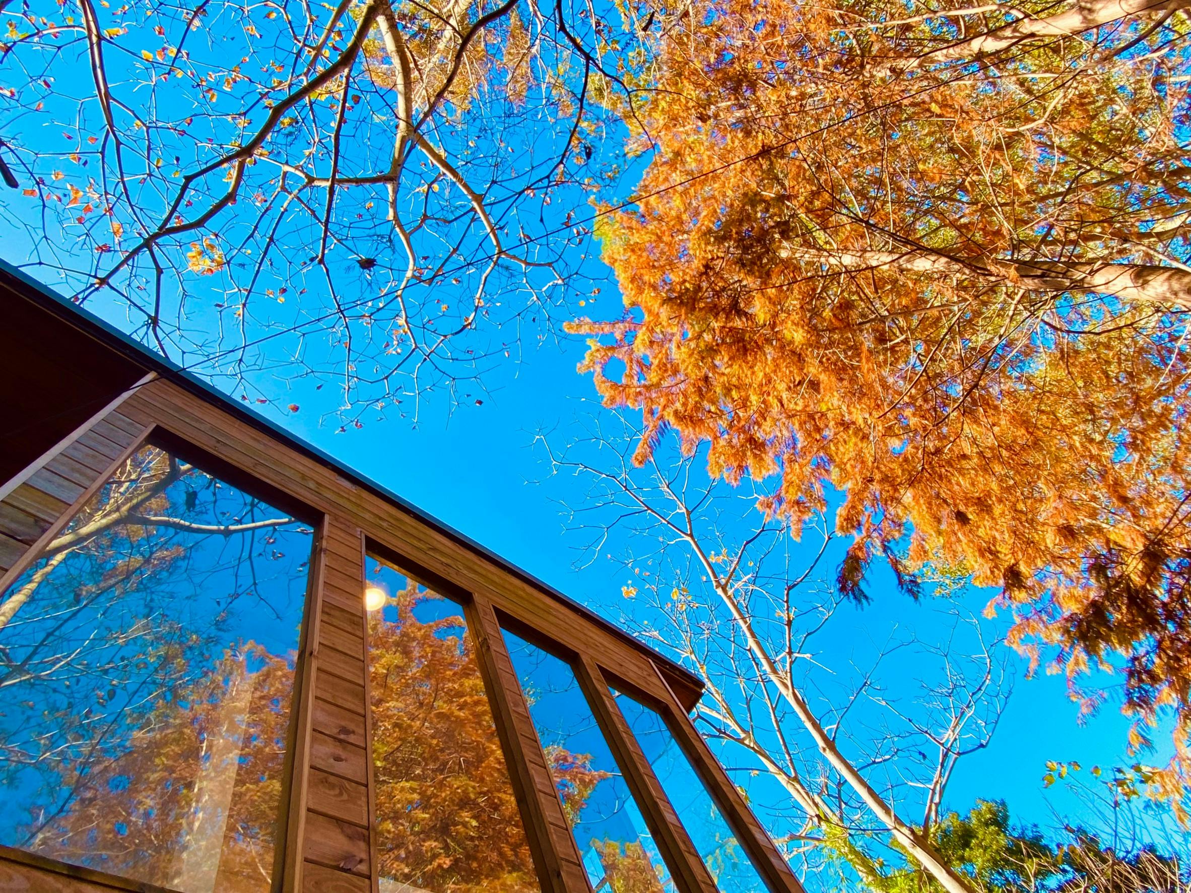A wooden building with large glass windows reflecting autumn trees, set against a bright blue sky.