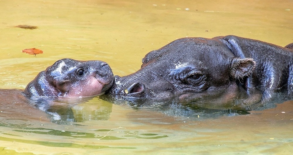 Un bébé hippopotame et un hippopotame adulte nagent côte à côte dans une eau trouble.