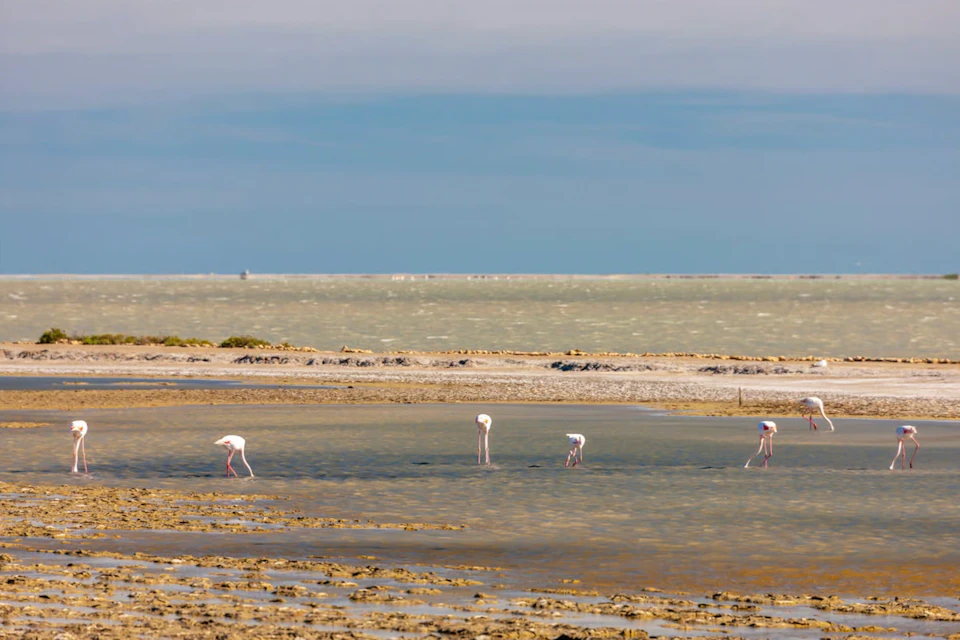 Four flamingos wade and forage in a shallow, coastal water body with distant sandbanks and a cloudy sky in the background.