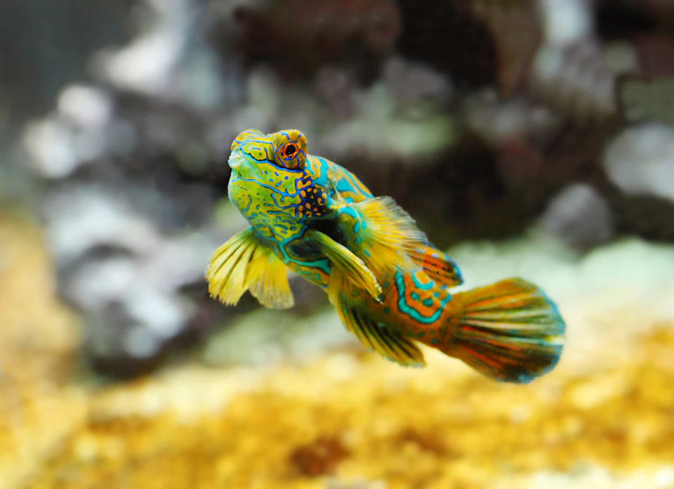 Fish