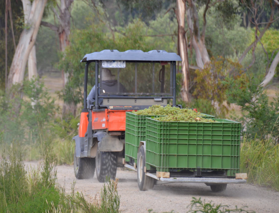 A tractor tows a trailer filled with green crates of harvested grapes along a dirt path in a wooded area.