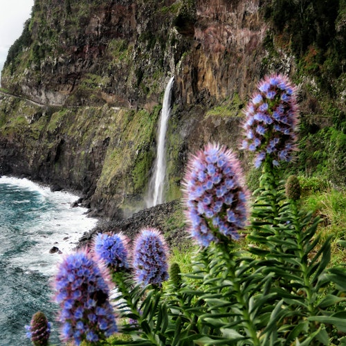 Terrazas encantadas: Excursión guiada a Madeira
