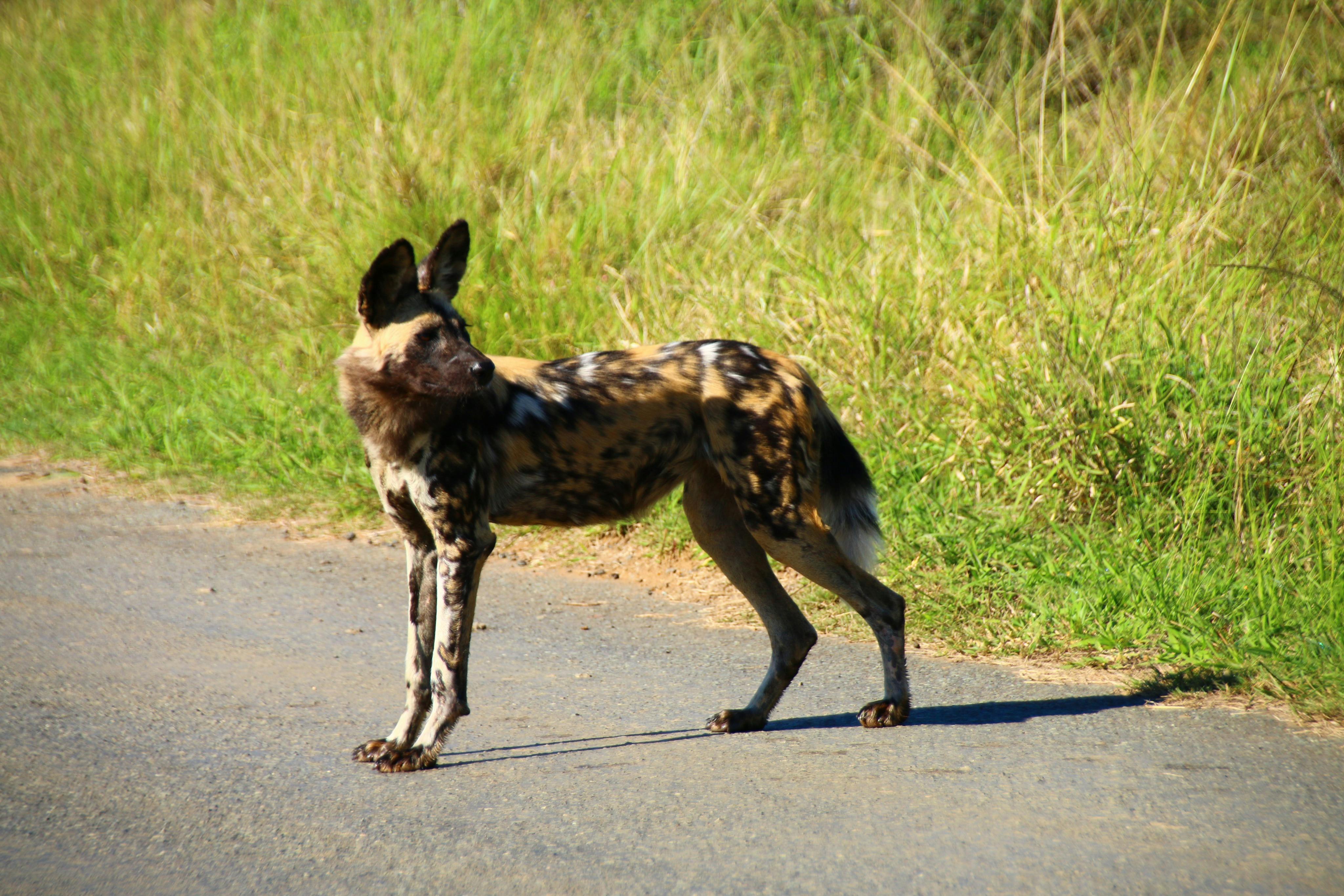 Wild dog in the park