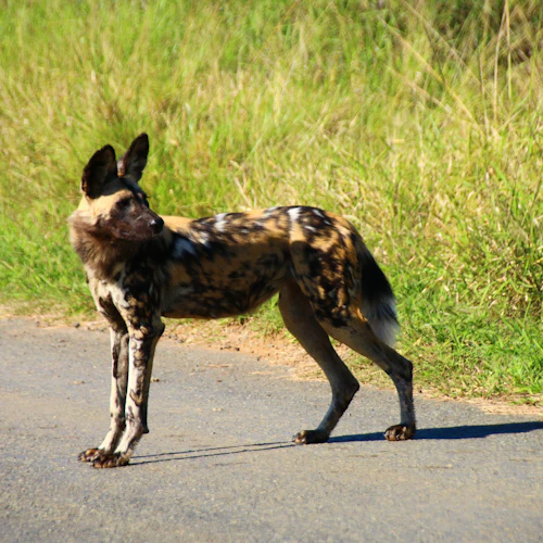 Parque Nacional Kruger: entrada + tour guiado + transporte - Photo 4