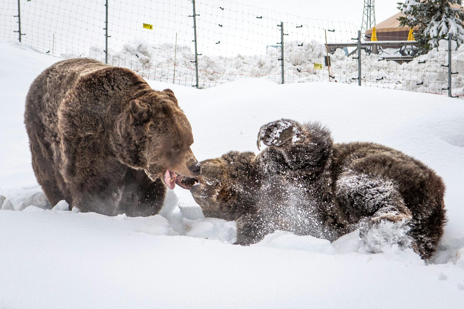 눈 덮인 울타리 근처의 눈 덮인 환경에서 세 마리의 갈색 곰이 장난스럽게 상호작용합니다.