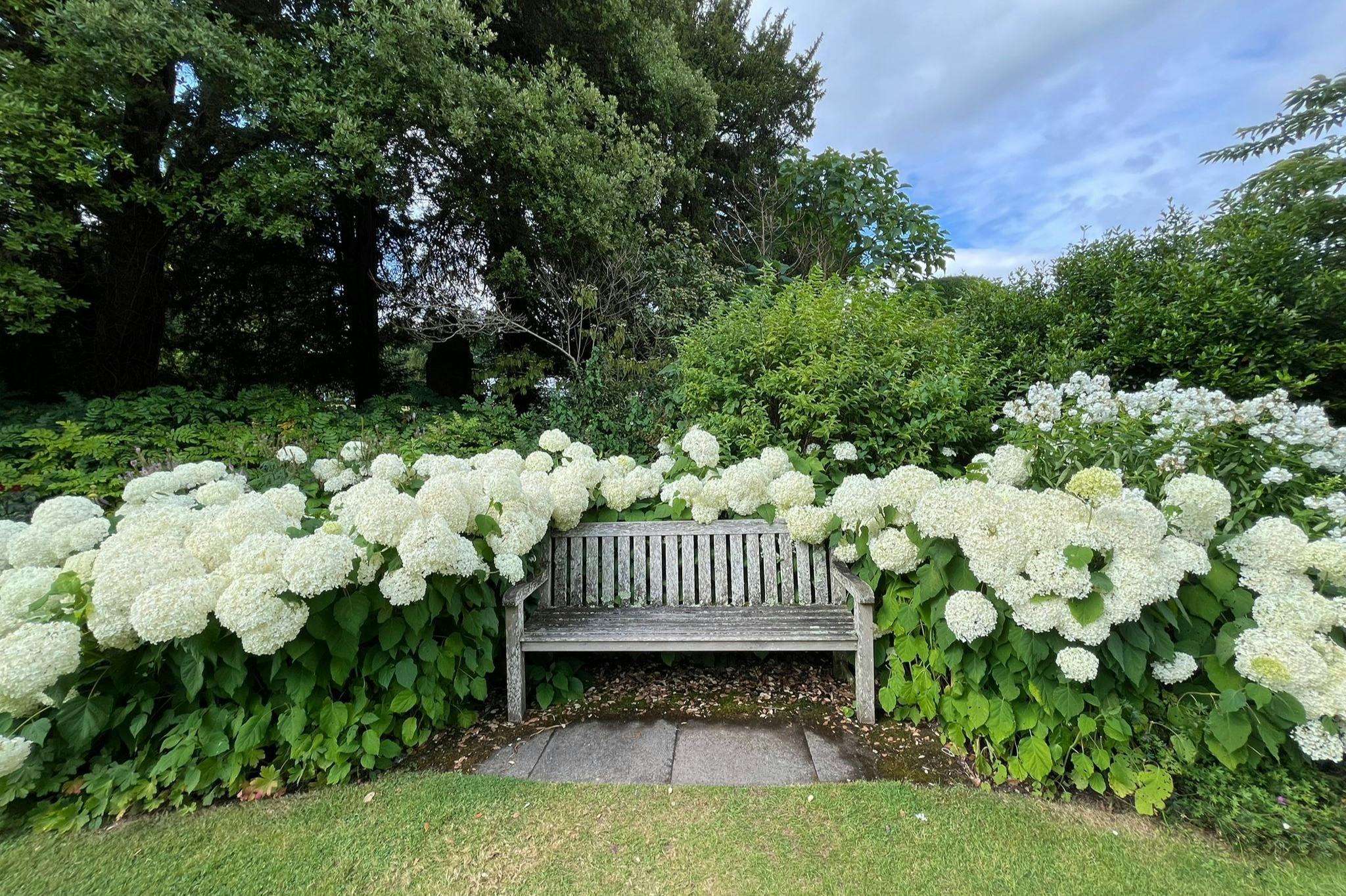Een houten bankje omringd door bloeiende witte hortensia's in een tuin, met bomen en een gedeeltelijk bewolkte lucht op de achtergrond.