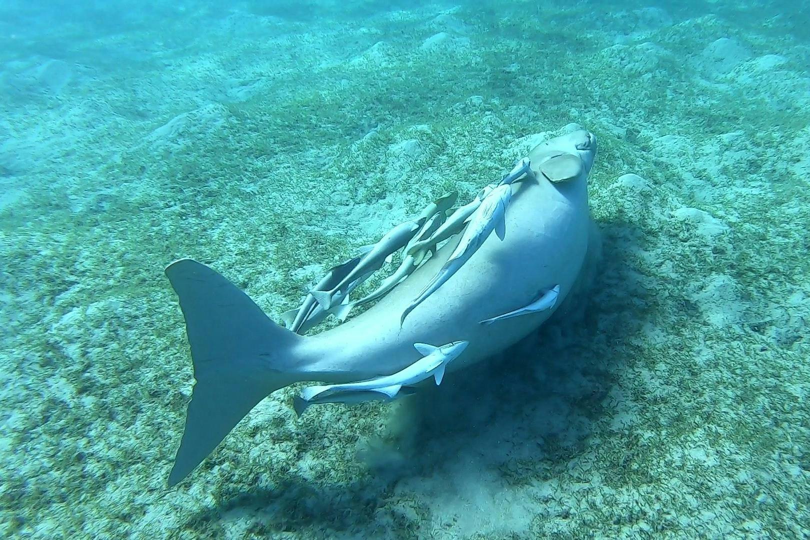 θαλάσσια αγελάδα marsa alam