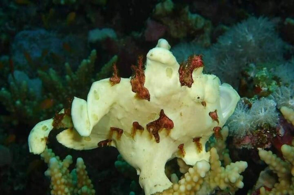 수중 생물 Elquseir